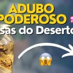 Adubo Caseiro E Barato Para Rosa Do Deserto