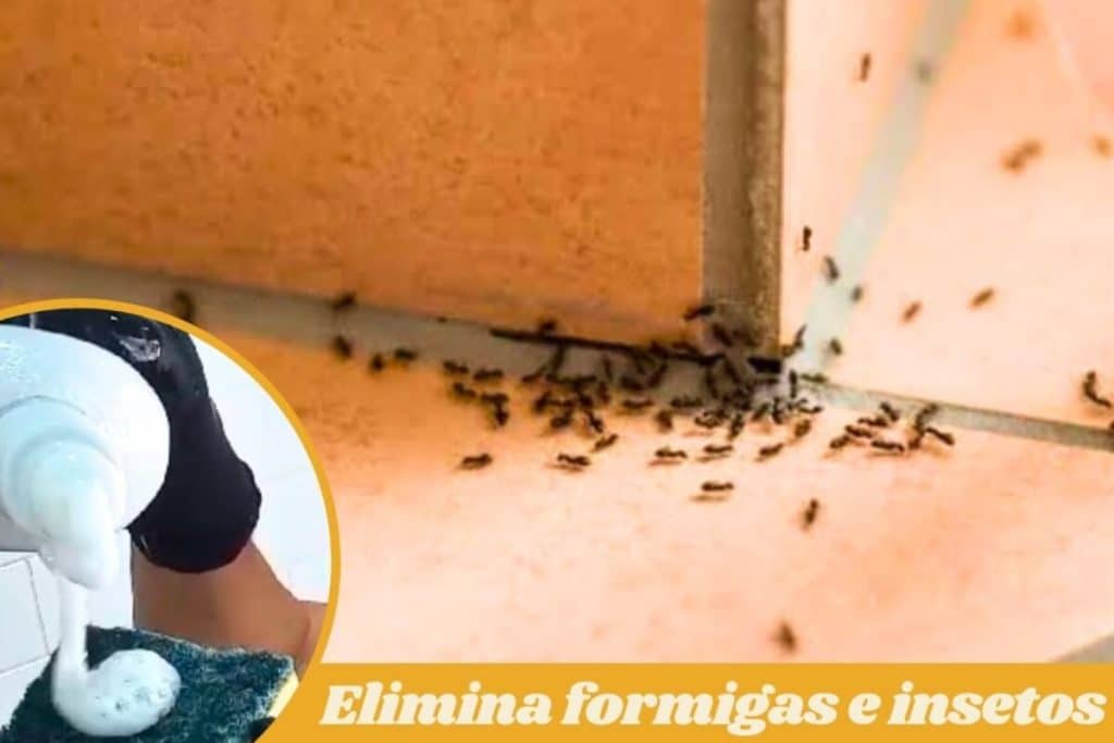 Como Espantar Formigas Da Cozinha