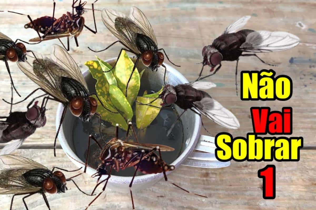 Como espantar as moscas da sua cozinha: usando só ingredientes naturais ...