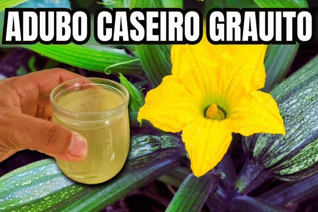 adubo caseiro para plantas