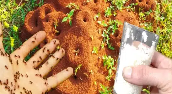 Como acabar com as formigas da sua casa com ingredientes que você tem no seu armário 4 como acabar com as formigas