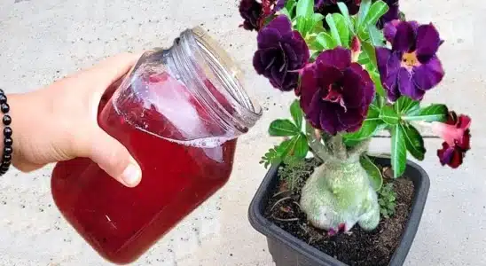 Como fazer planta florir: essa solução caseira é simples e sensacional 3 como fazer planta florir