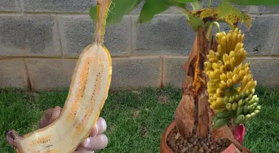 Por essa você não esperava: veja como plantar banana em vaso no quintal 1 como plantar banana em vaso