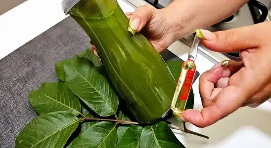 Dica caseira para o cabelo crescer: não precisa mais gastar com coméstico caro 1 dica caseira para o cabelo crescer