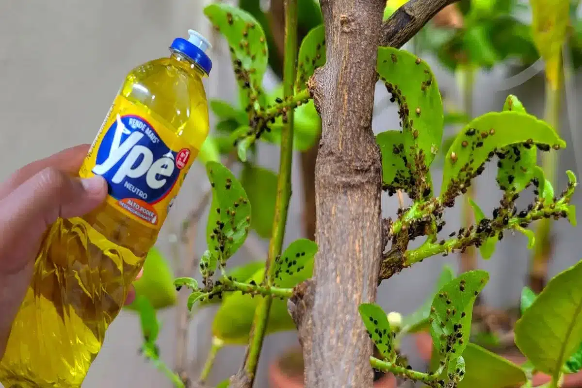 inseticida caseiro para plantas