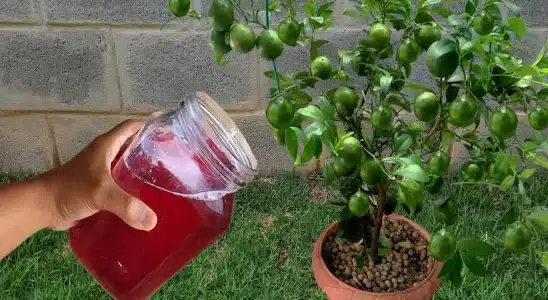 Solução caseira para planta crescer: funciona de verdade em qualquer época do ano 3 solução caseira para planta crescer