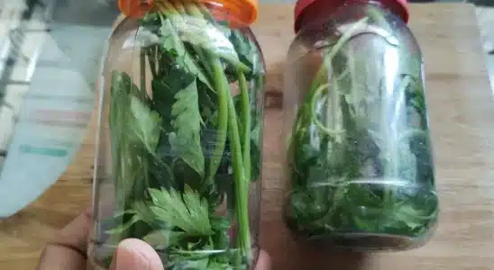 Como conservar cheiro verde sem precisar congelar: fica fresquinho por muito mais tempo 2 como conservar cheiro verde