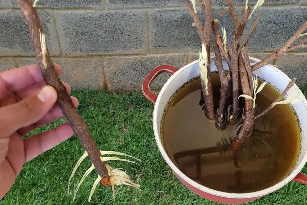 como enraizar galho de planta