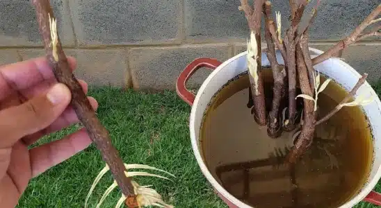 Como enraizar galho de planta: dá certo com qualquer planta que você tiver no seu jardim 2 como enraizar galho de planta
