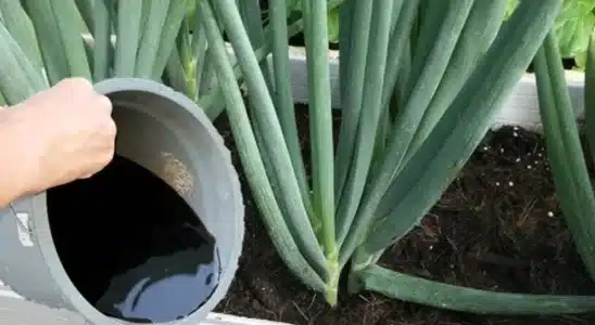 Como fazer cebolinha crescer e engrossar no seu quintal sem gastar com produto caro 3 como fazer cebolinha crescer e engrossar