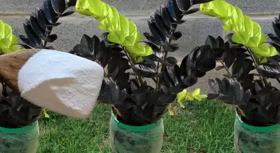 Como fazer planta crescer: técnica infalível que dá certo com qualquer planta do seu quintal 1 como fazer planta crescer