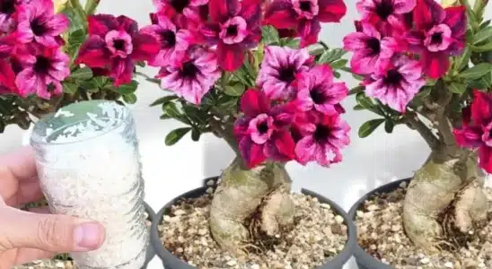 Como fazer planta florir: nem dá para imaginar que é tão fácil assim 1 como fazer planta florir