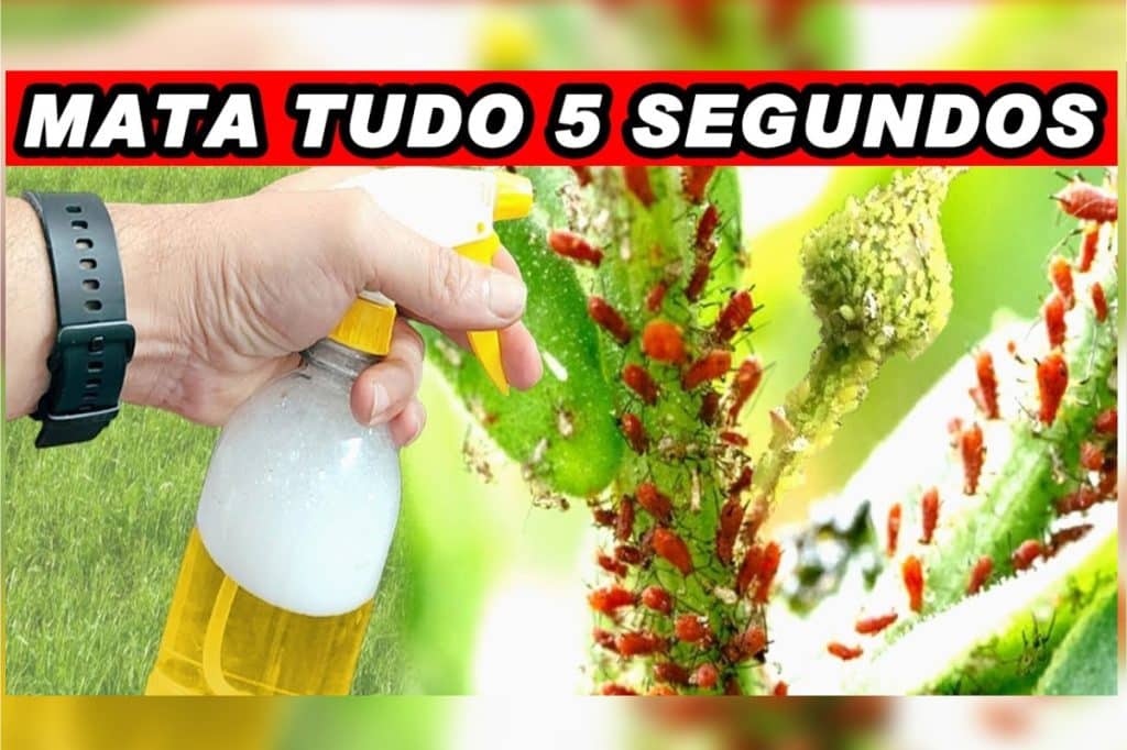 inseticida caseiro para plantas 1003