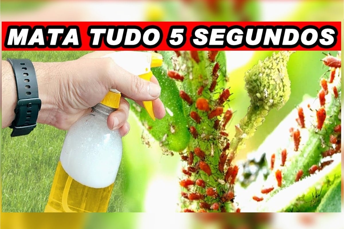 Inseticida caseiro para plantas