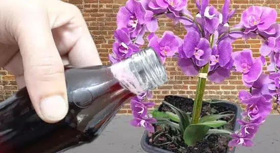 Solução caseira para planta crescer: dá certo com qualquer planta que tiver no seu quintal 3 solução caseira para planta crescer