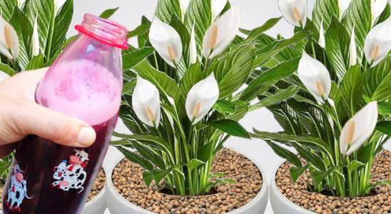 Como fazer planta florir: dica para você preparar em casa que funciona de verdade 1 como fazer planta florir