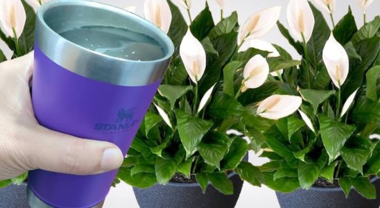 Como fazer planta florir o ano inteiro no seu quintal com essa dica simples 4 como fazer planta florir