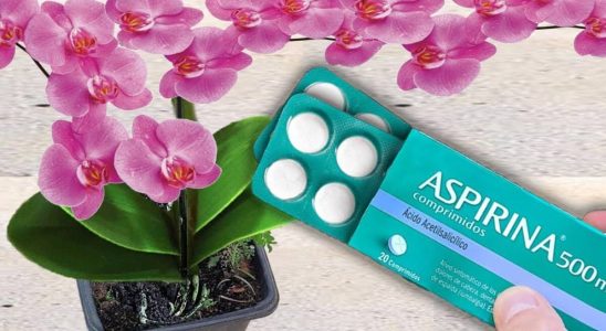Fortificante caseiro para plantas: dica simples e muito barata para as florir seu quintal 2 fortificante caseiro para plantas
