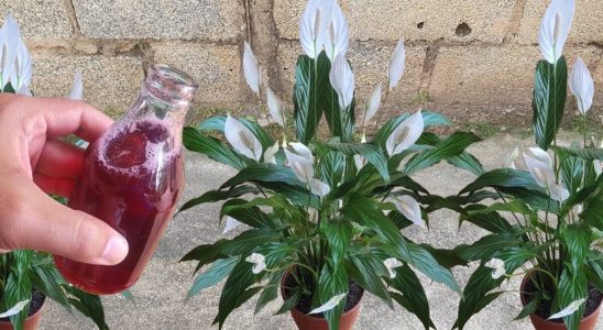 Solução caseira para plantas para fortificar e florecer as plantas do seu quintal 3 solução caseira para plantas