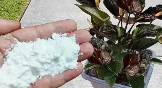 adubo caseiro para plantas