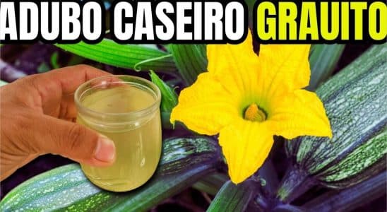 adubo caseiros para plantas