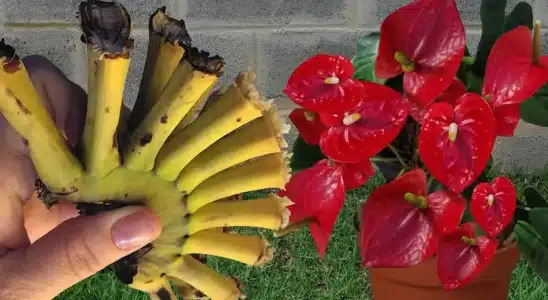 Como fazer planta florir de um jeito que você nunca imaginou que fosse possível 4 como fazer planta florir