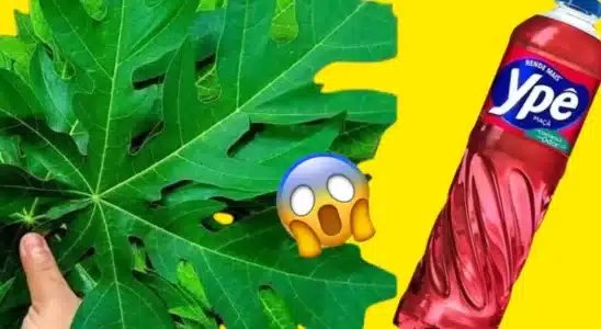 Detergente de folha de mamão: essa receita rende muito e você vai adorar 1 detergente de folha de mamão