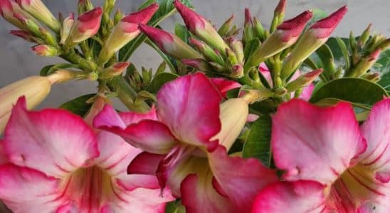 adubo caseiro para rosa do deserto