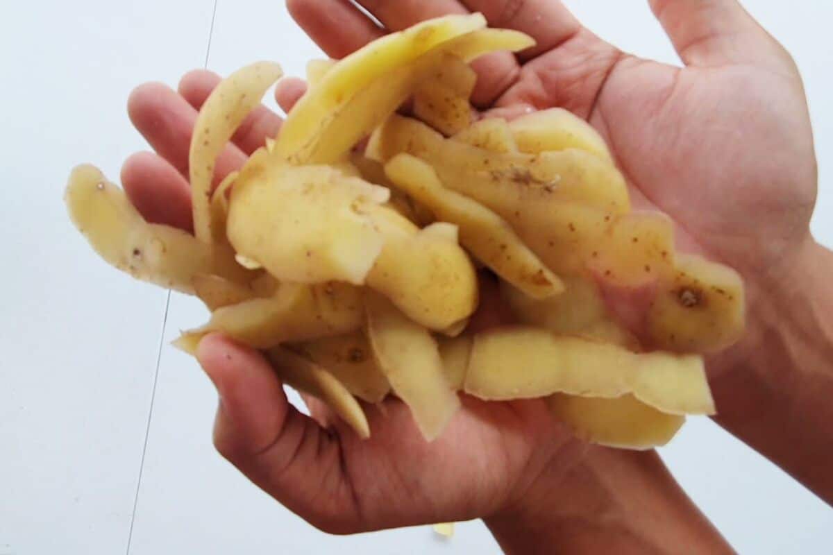 adubo caseiro para roseiras