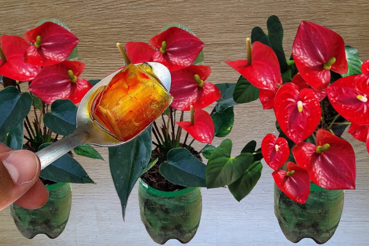 como fazer planta florir