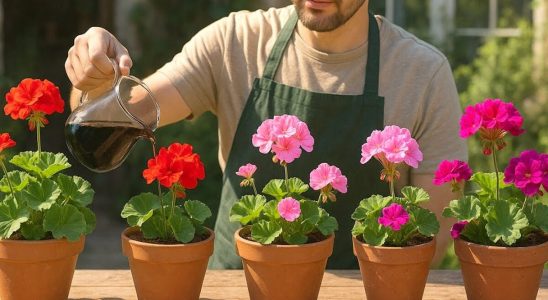 fortificante caseiro para plantas