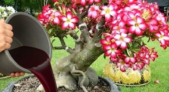 adubo caseiro para rosa do deserto