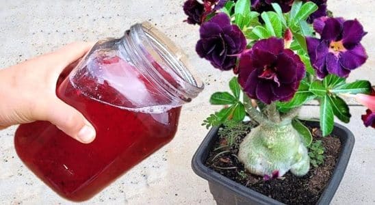 adubo caseiro para flores