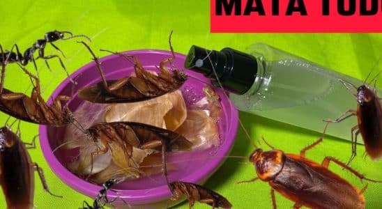 como acabar com os insetos
