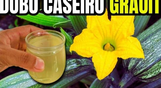 adubo caseiro para plantas