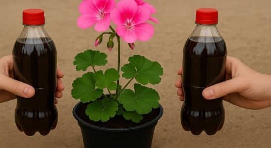 adubo caseiro para plantas