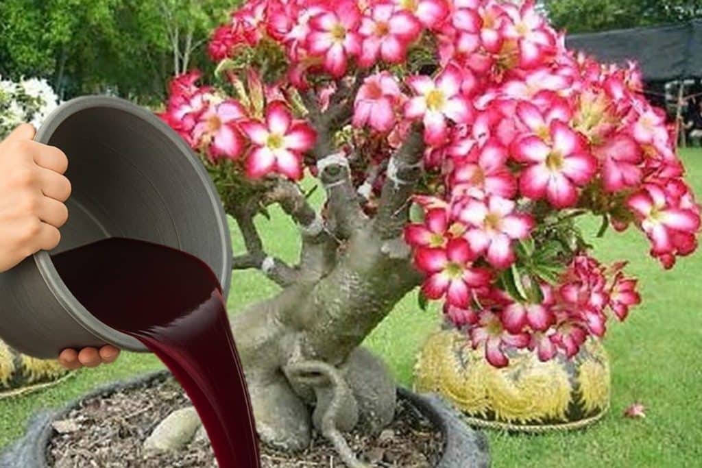 adubo caseiro para rosa do deserto