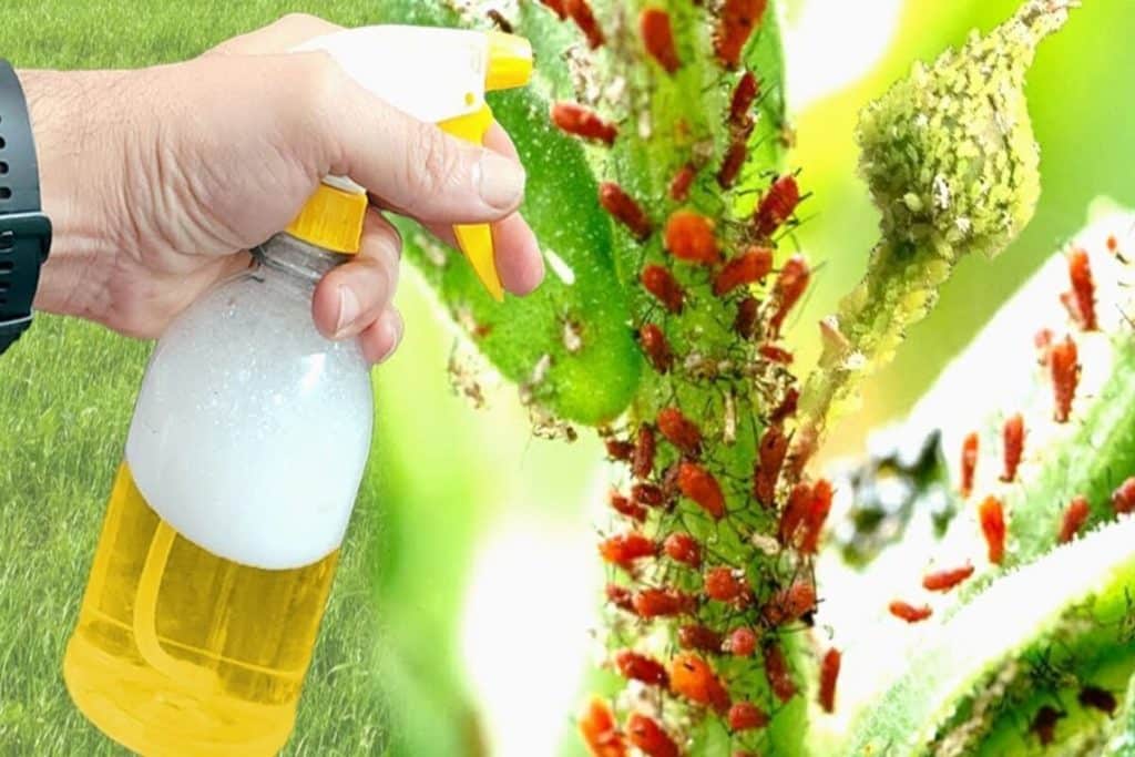 inseticida caseiro para plantas