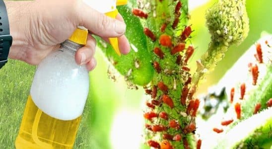 inseticida caseiro para plantas