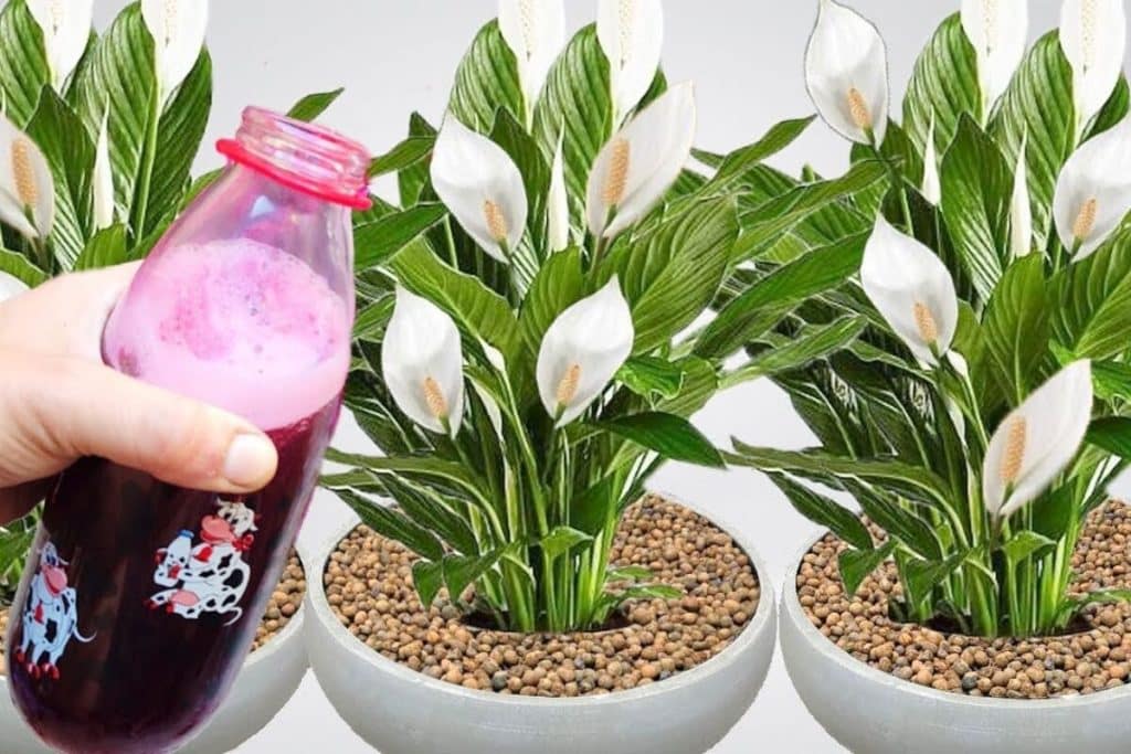 solução caseira para planta florir