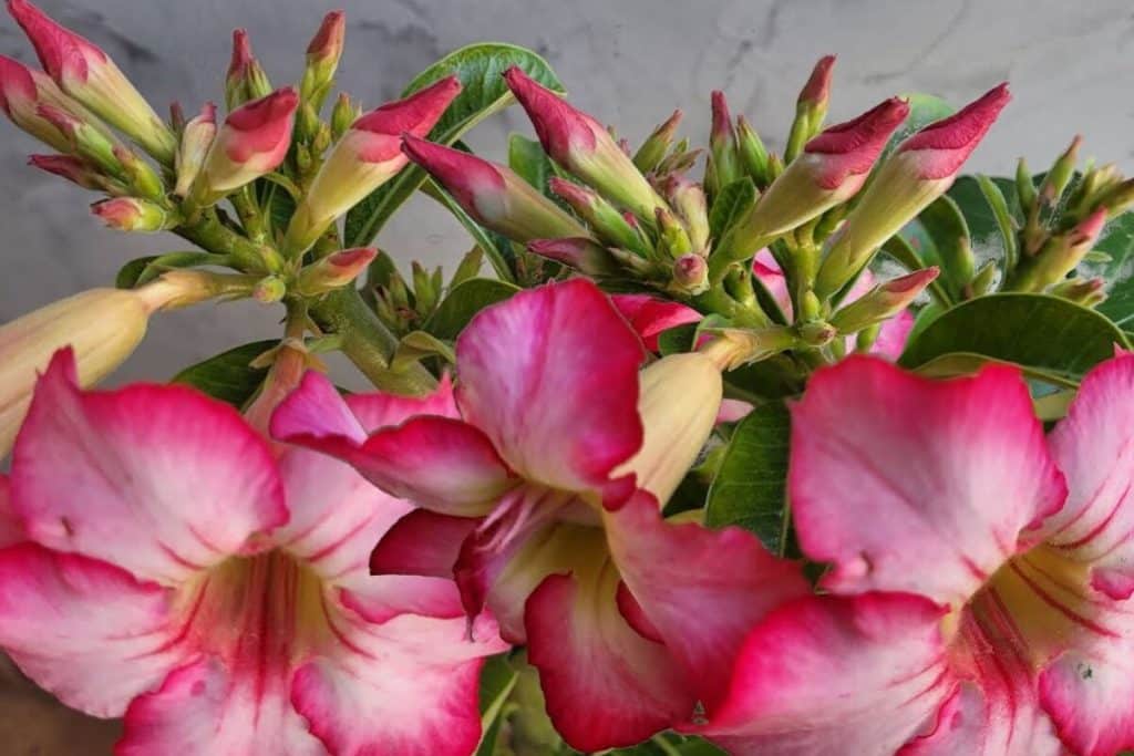 adubo caseiro para rosa do deserto