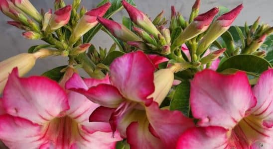 adubo caseiro para rosa do deserto