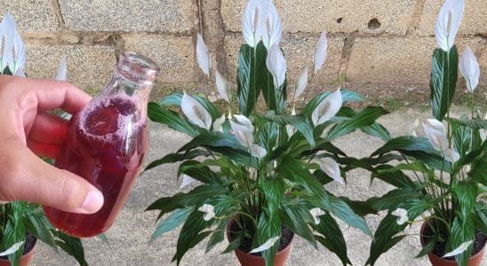 solução caseira para flores