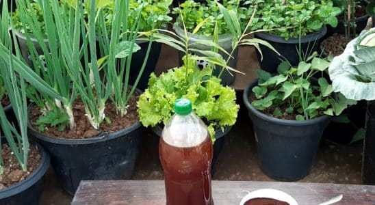 adubo caseiro de borra do café