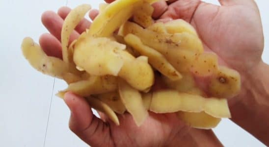 adubo caseiro para roseiras