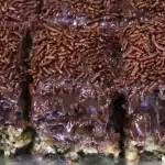 Bolo formigueiro que derrete na boca: receita deliciosa, fácil e muito econômica de preparar 1 Bolo formigueiro