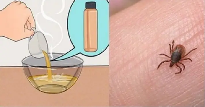 Receita Caseira para ELIMINAR PULGAS e CARRAPATOS do seu ANIMAL de ESTIMAÇÃO com BICARBONATO de SÓDIO 4 Pulgas e Carrapatos