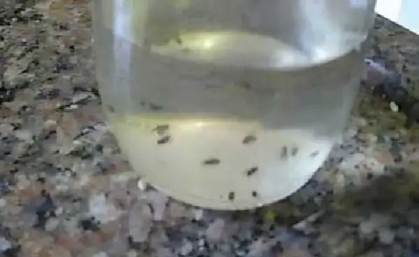 Armadilha Caseira Contra os Mosquitinhos das Frutas 3 pixu