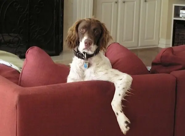 Spray Para Tirar Cheiro de Cachorro da Casa 2 spray3