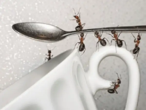Como acabar com as formigas da sua casa 4 como eliminar as formigas